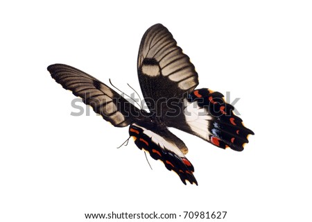 Pictures Of Butterflies In Flight. Butterfly in flight,