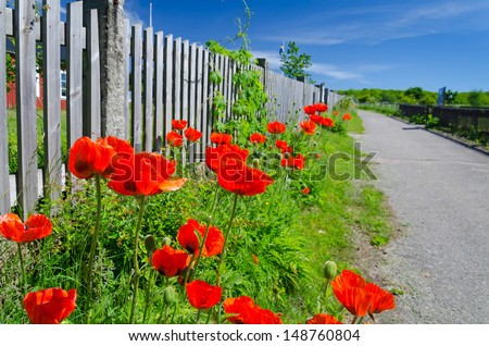 Poppy seed flowers on the road side