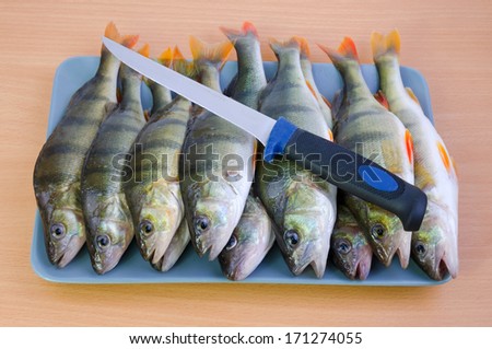 Fresh perch fishes ready for cleaning