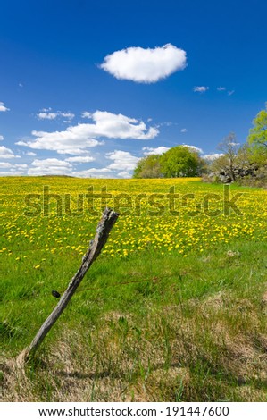 Swedish pasture field in May month