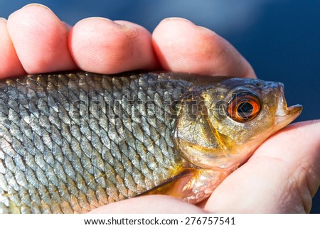 Closeup for rudd fish in angler hand