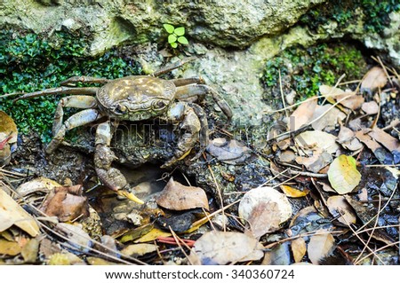 Closeup for brown crab in tropical forest