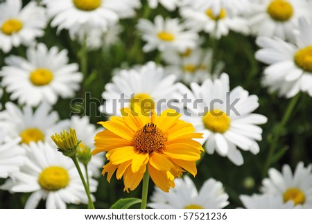 White+daisies+background