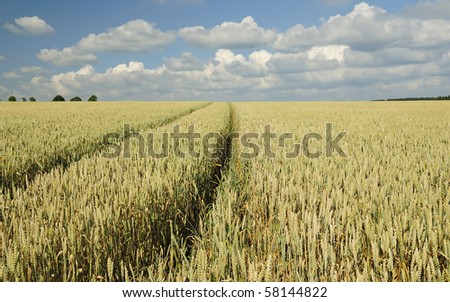 Swedish wheat meadow in summer light