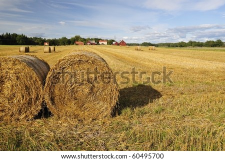 Bales of straw in end of the summer