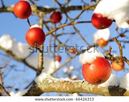Winter apples tree