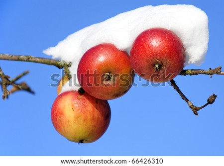 Three apples covered by snow