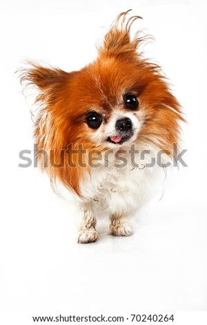 funny looking dogs. stock photo : Funny looking