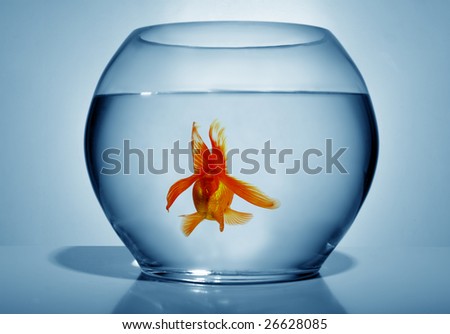 Goldfish in bowl on blue background, close up