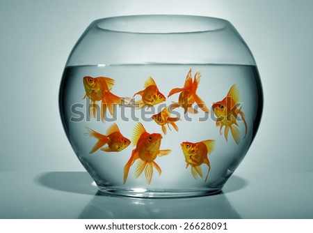 Lots of goldfish in bowl on blue background, close up