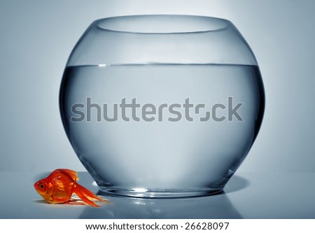 Goldfish standing out of water on blue background