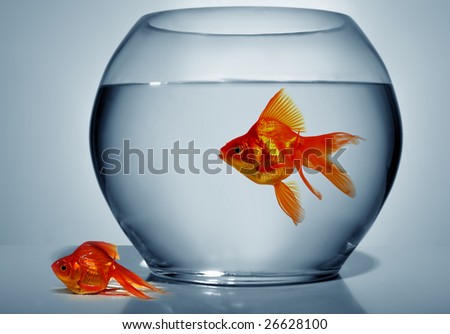 A goldfish in bowl and other outside of water