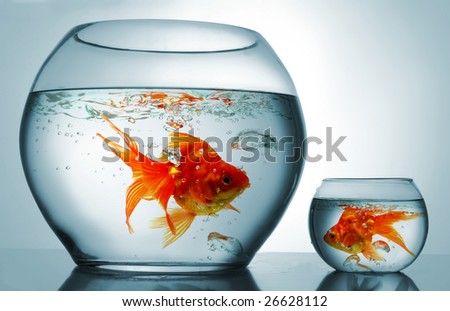 A big bowl and a small one with goldfish