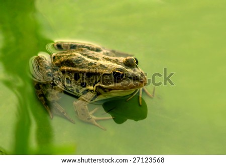 Frog standing on a big leaf in water