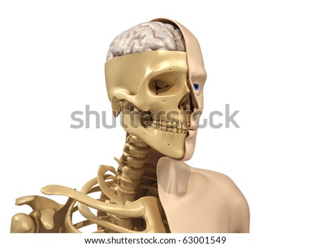human skeleton labeled. this Human+skeleton+bones+