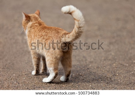March Cat