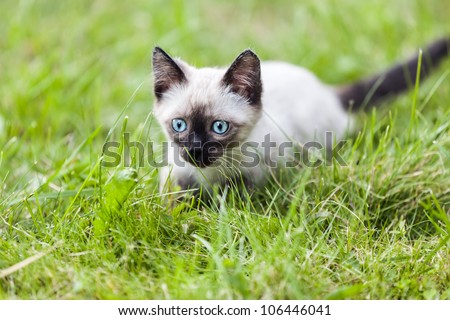 Feline animal pet siamese domestic cat walking outdoor on green grass