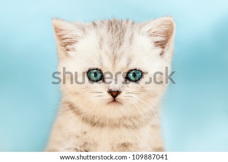 Feline animal pet little british domestic silver tabby cat with blue looking eyes