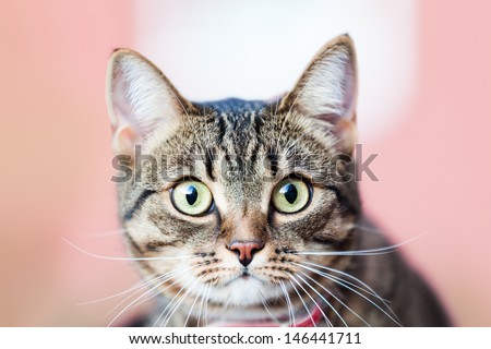 Feline animal pet little british domestic cat curious face with yellow looking eyes