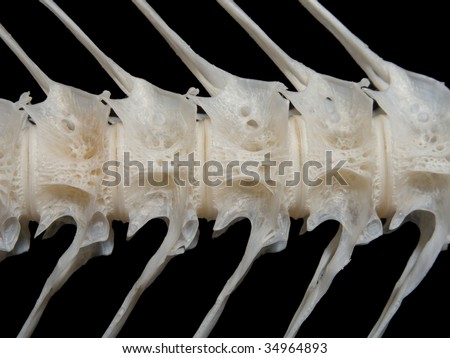 Sea fish white bone closeup
