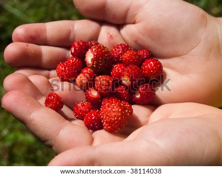 Berry food - human hand holding red strawberry