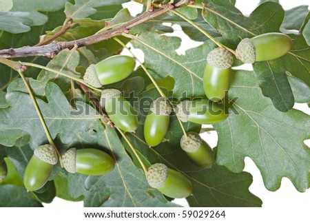 Autumn nature oak tree acorn nut green leaf branch