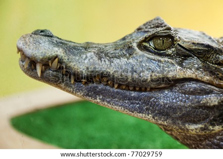 Wildlife animals - wild reptile crocodile mouth and teeth