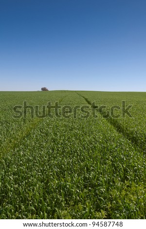 Lines converging in a green wheat field