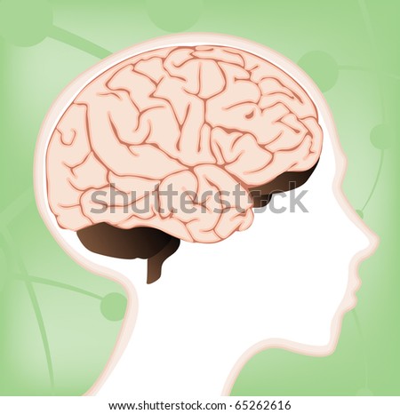 lobes of brain. stock photo : A vector rain