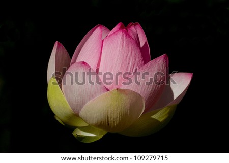 Pink Lotus Flower isolated on a black background