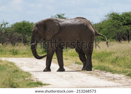 Adult male elephant crossing the road, Etosha National Park, Namibia
