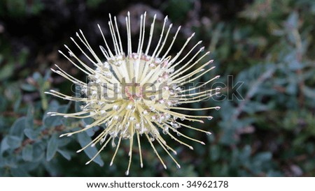 stock-photo-white-protea-kirstenbosch-cape-town-south-africa-34962178