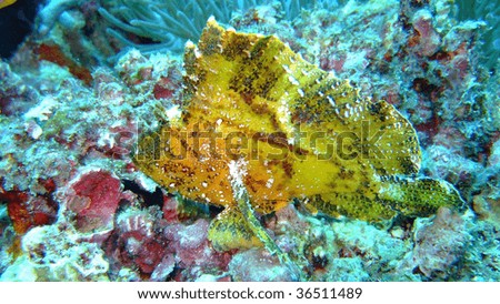 Yellow leaf scorpion fish - Paperfish, Athuruga, Ari Atoll, Maldives
