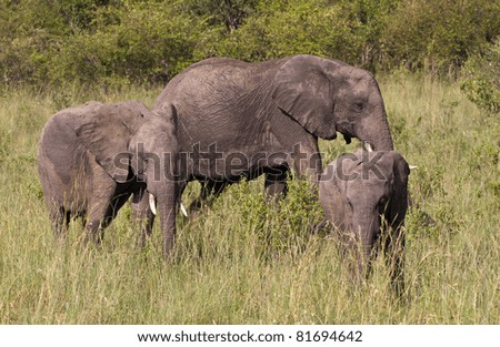 Three young elephants in the Masai Mara Natural Reserve, Kenya, Africa