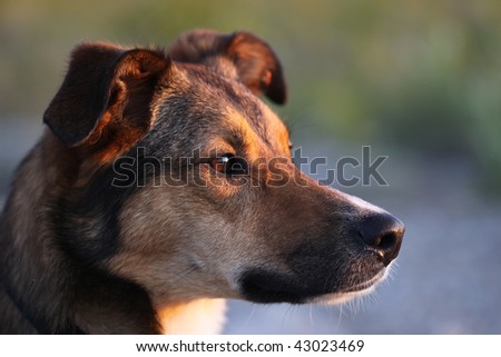 Alert dog at sunset