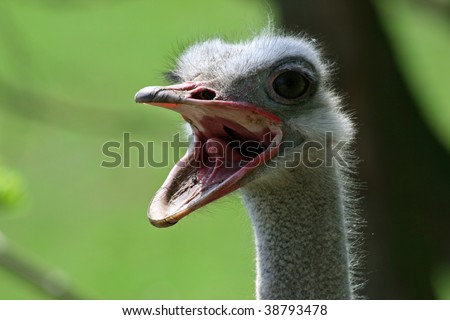 Ostrich Open Mouth