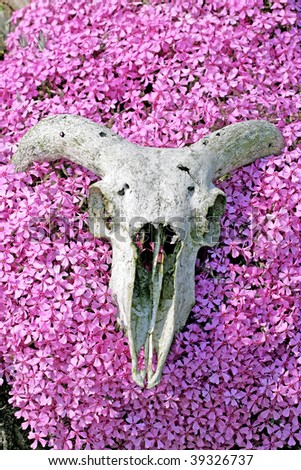 Goat skull on flowers