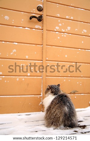 Cat waiting for someone to open the door