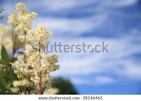 Flowers and sky with space for text