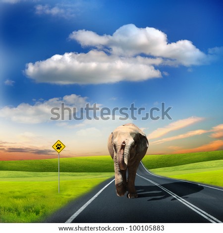 Picture of an elephant walking along the road under blue sky