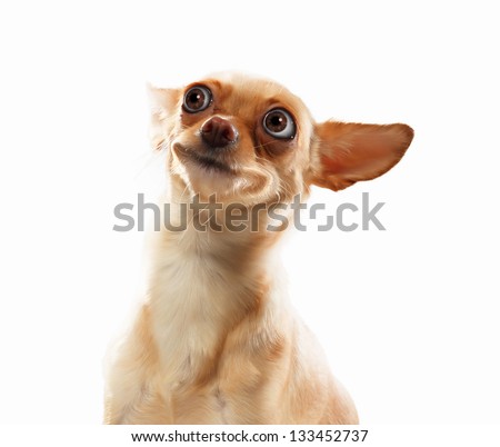 Funny dog portrait on a light background. Collage.