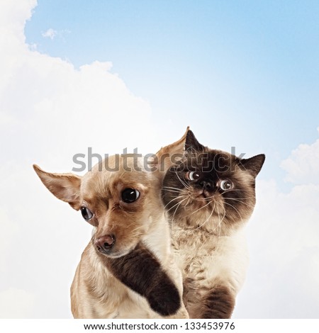 Two home pets next to each other on a light background. funny collage