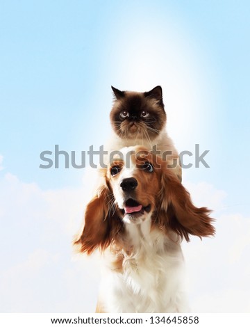 Two home pets next to each other on a light background. funny collage