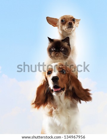 Three home pets next to each other on a light background. funny collage
