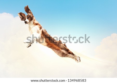 Basset hound flying between the clouds in the sky. funny collage
