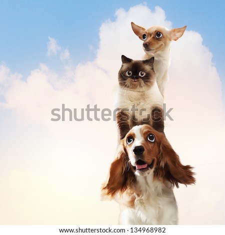 Three home pets next to each other on a light background. funny collage