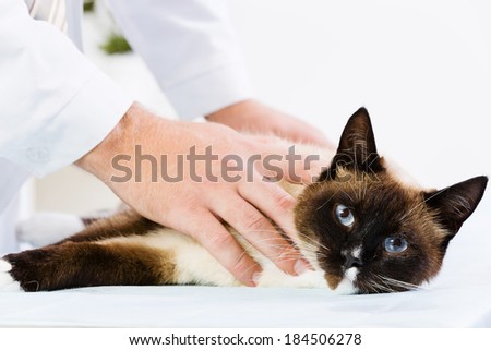 Siamese cat lying on table and checked up by veterinarian