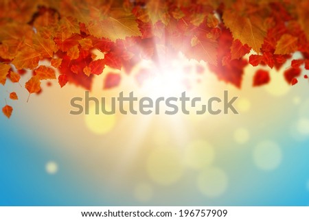 Conceptual image with colorful leaves on white background. Place for text