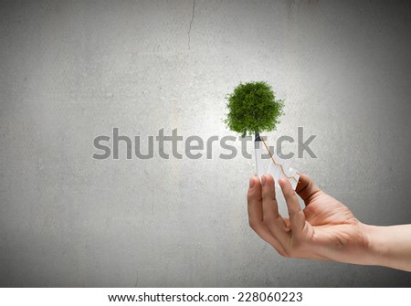 Close up of human hand holding sprout
