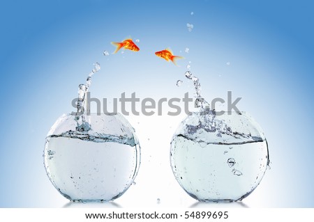 Goldfish jump towards each other